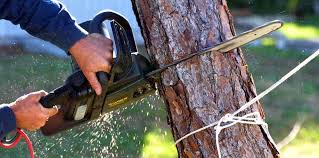 Trusted Earle, AR Tree Removal Services Experts