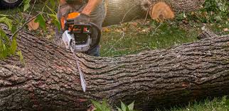 Best Firewood Processing and Delivery  in Ele, AR