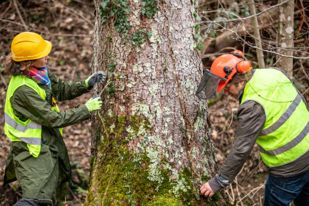 Best Storm Damage Tree Cleanup  in Ele, AR