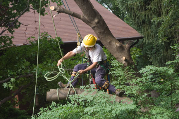 Best Commercial Tree Services  in Ele, AR