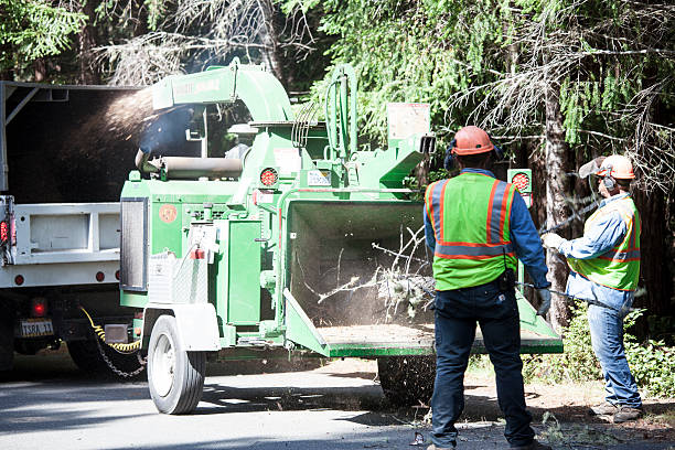 Best Hazardous Tree Removal  in Ele, AR