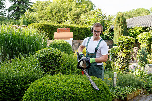 Best Lawn Maintenance Plans  in Ele, AR