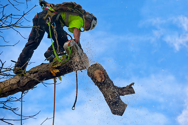 Best Arborist Consultation Services  in Ele, AR